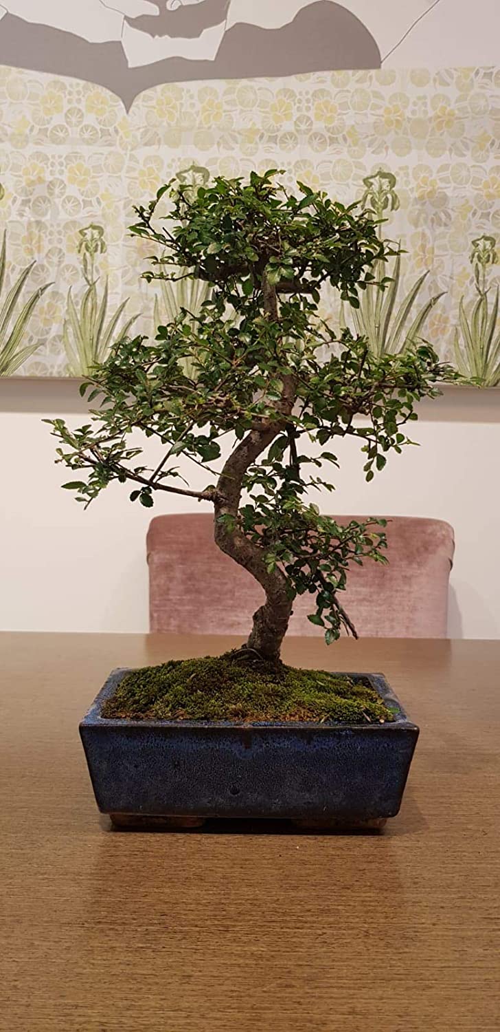 Bonsai Granada Una hermosa planta para tu hogar